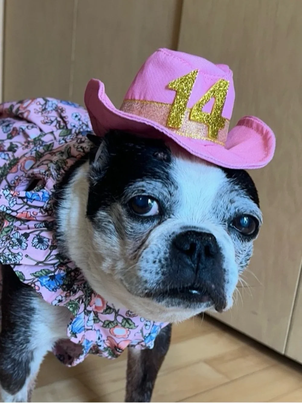 Small Girl Dog Pink Cowboy Party Hat with Adjustable Chin Strap - NWT